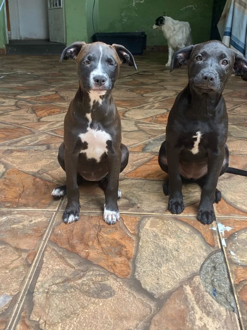 Filhotes pitbull com labrador  - Foto 3