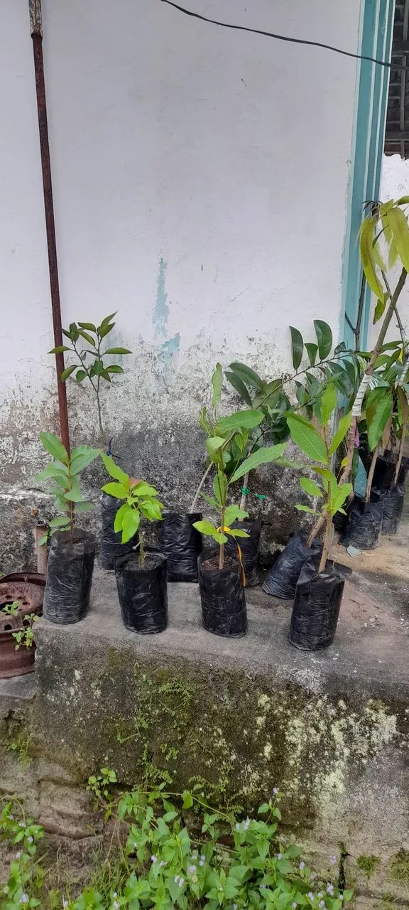 Vende-se mudas frutíferas  - Foto 4