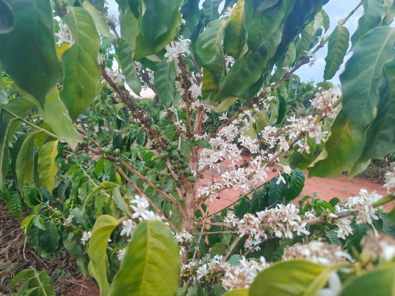 FAZENDA DE CAFÉ COM ALTA PERFORMANCE COM 470HEC, NA COMARCA DE PRESIDENTE OLEGÁRIO - Foto 2