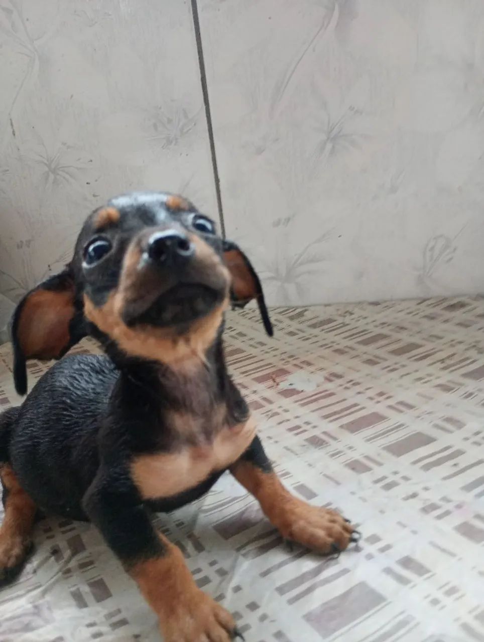 Basset dachshund  - Foto 2