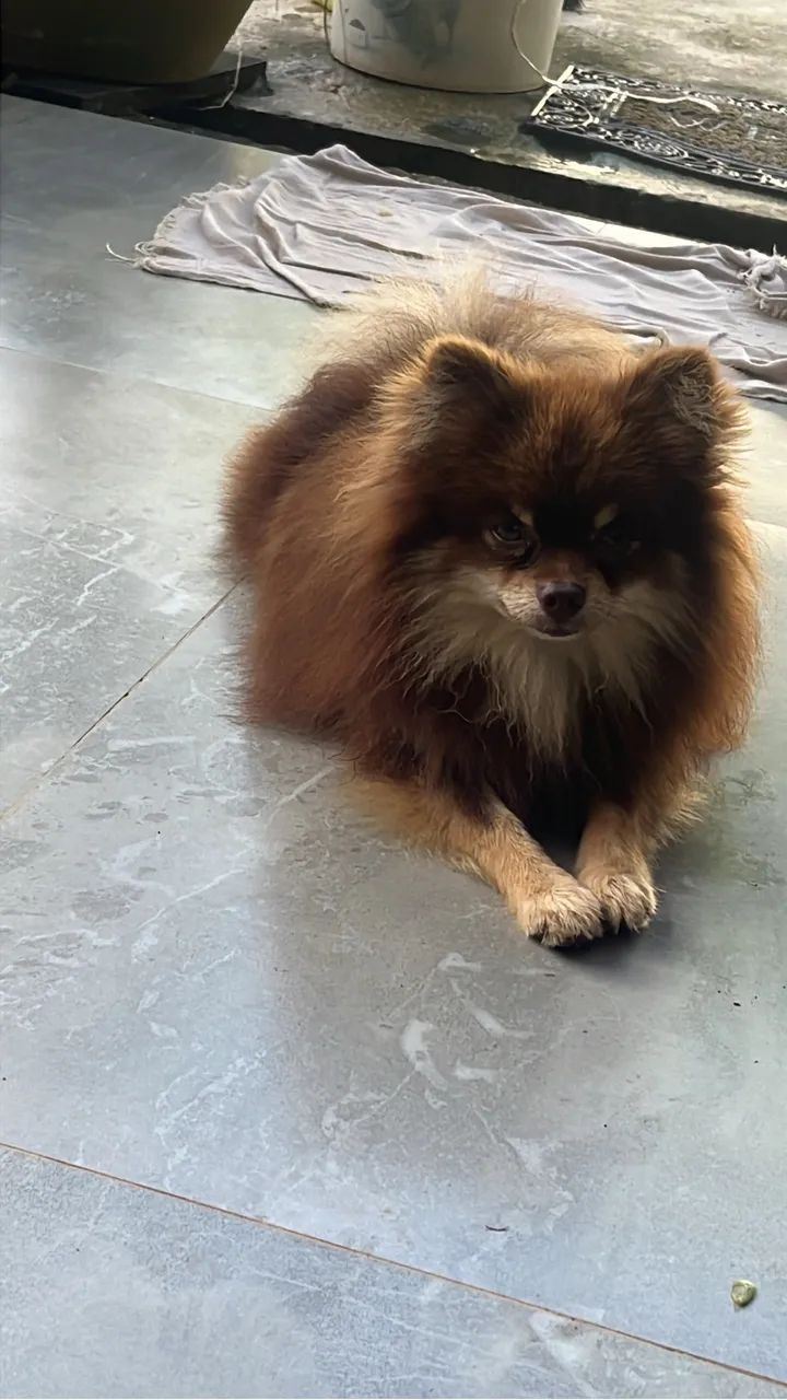 Padreador spitz anão  - Foto 3