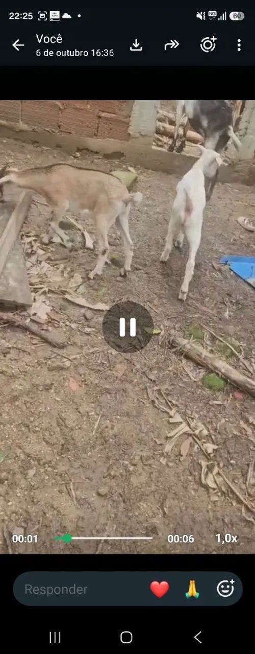 Cabra e dois cabritinhos - Foto 3
