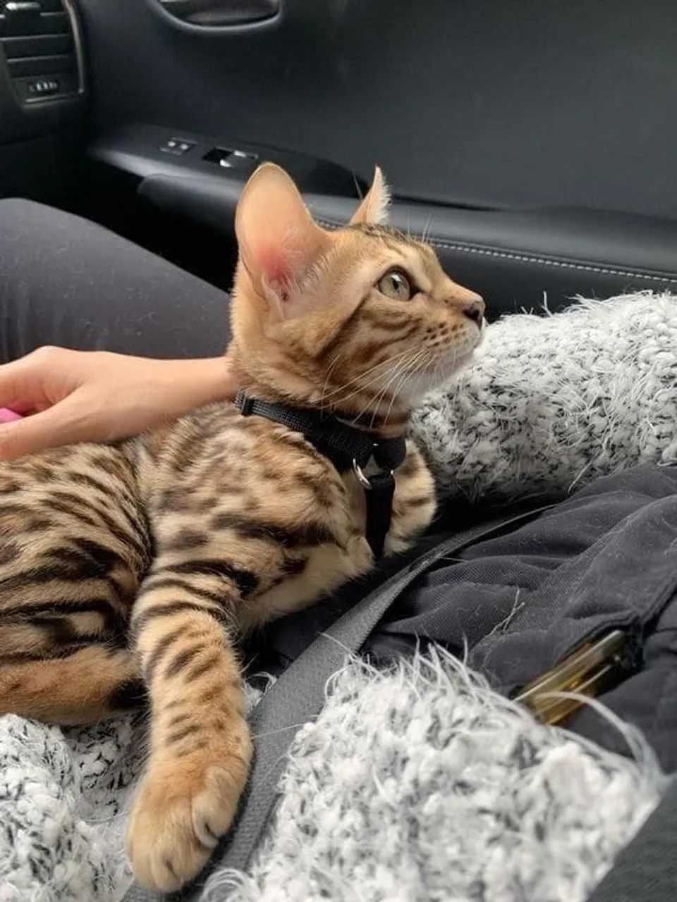 Bengal  - Foto 5