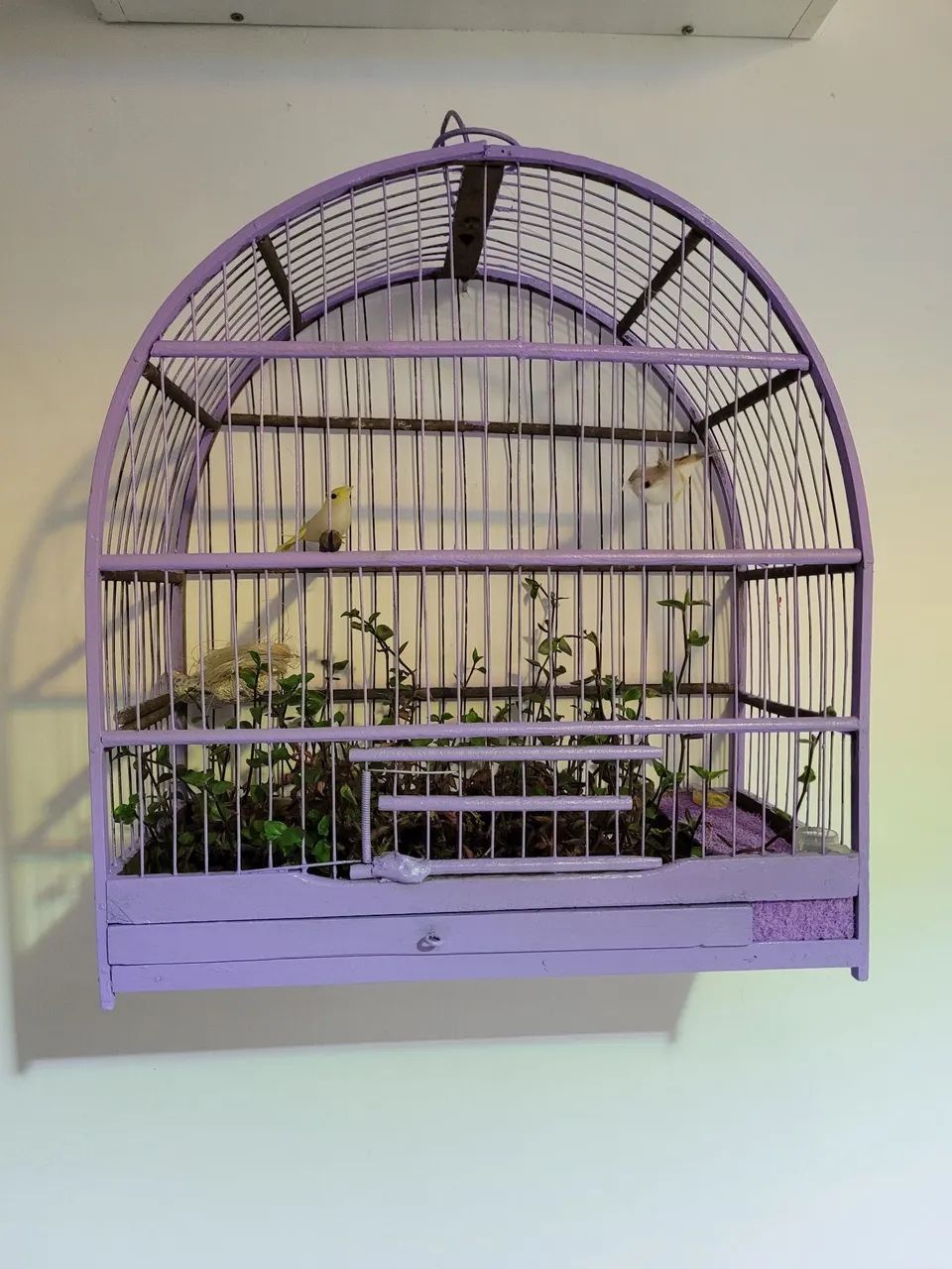 Gaiola com dinheiro em penca - Foto 5