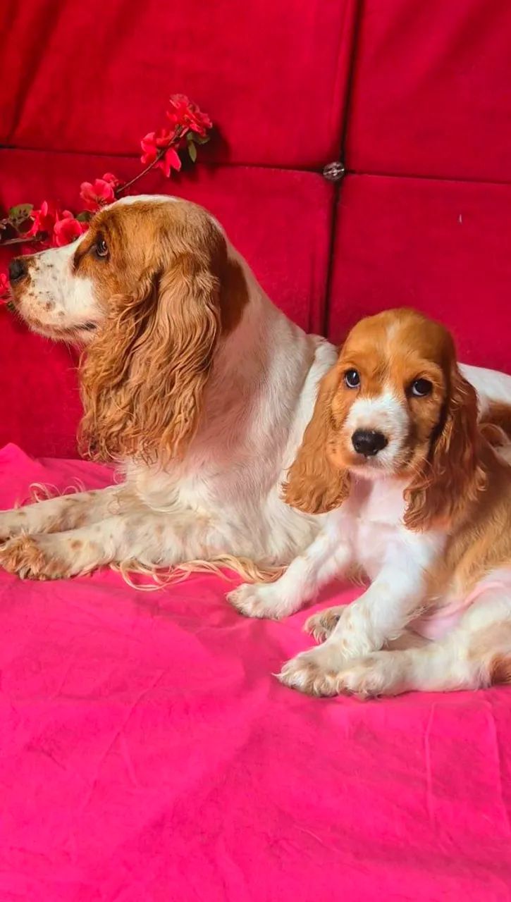 Filhote Cocker Spaniel Inglês  - Foto 4