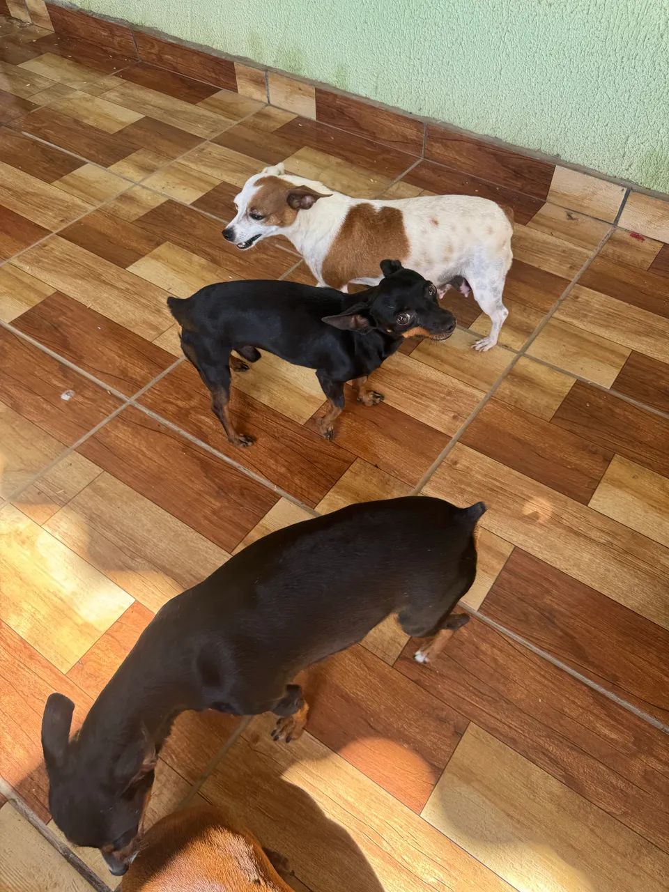 Filhotes de Pinscher  - Foto 3