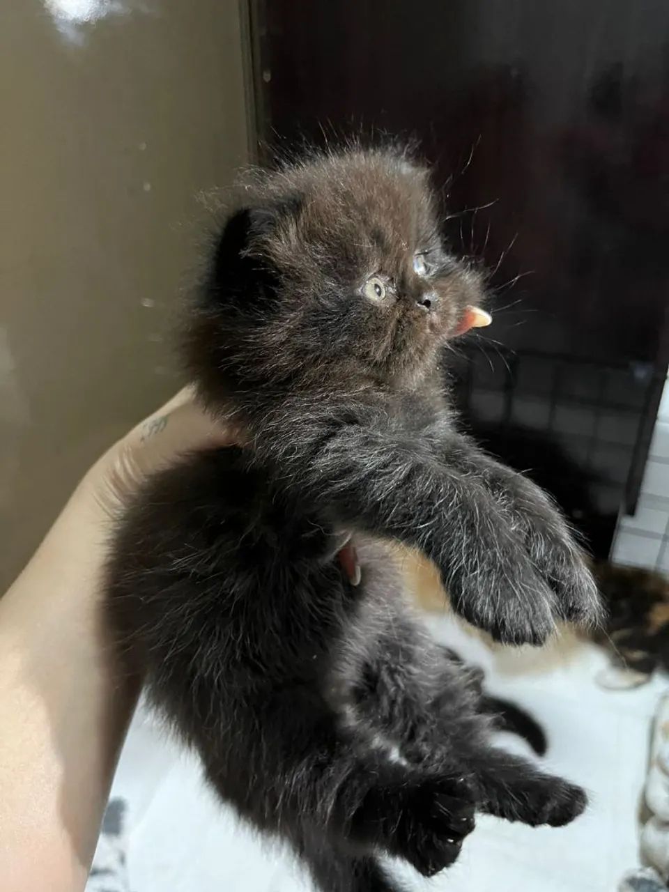 Gato Persa em Mossoró  - Foto 3