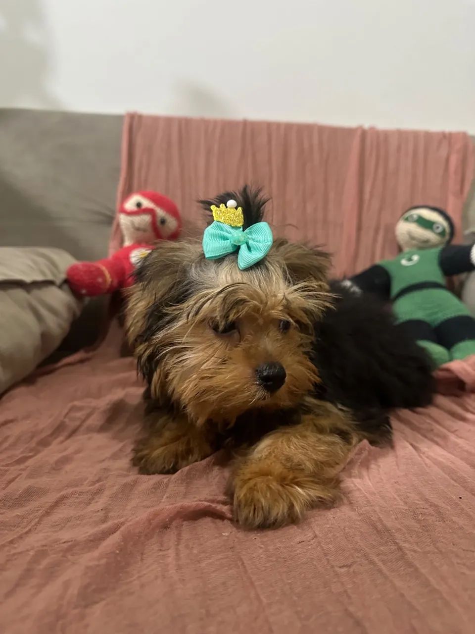 Yorkshire Terrier  - Foto 4