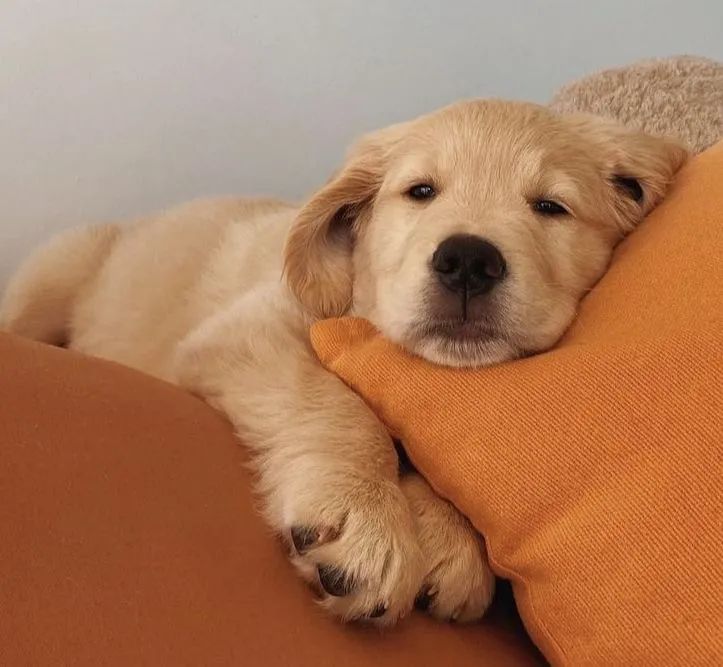 Lindíssimo Golden retriever macho