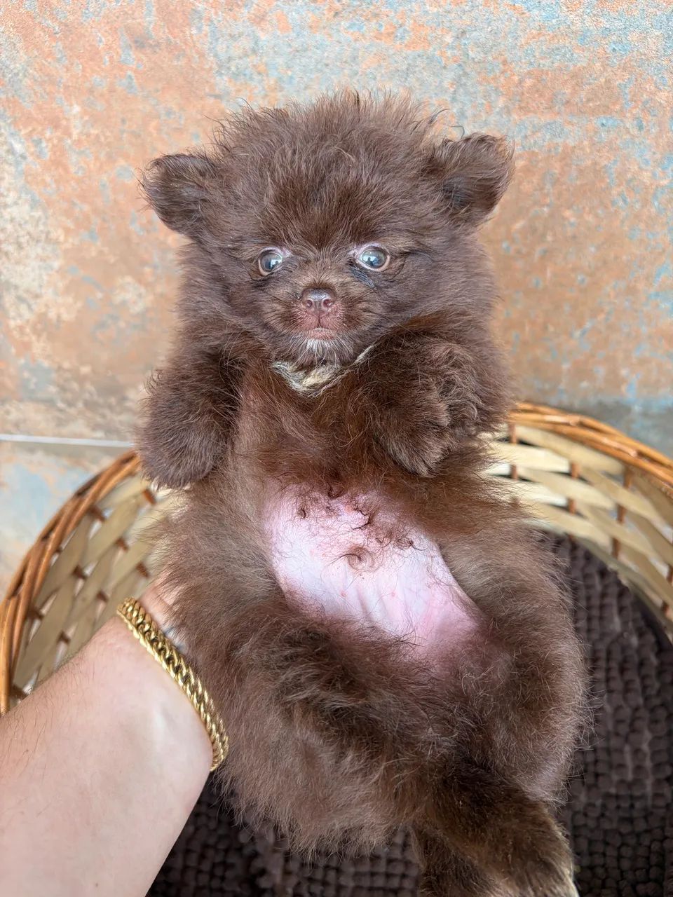 Lulu - Spitz alemão  - Foto 2