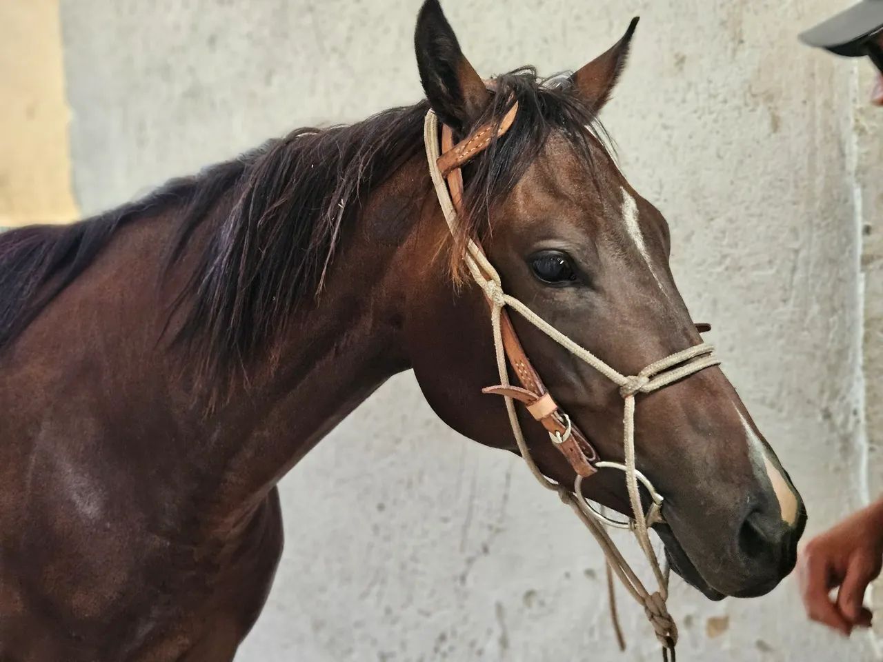 Cavalo Quarto de Milha puro e registrado  - Foto 4