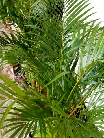 Plantas e flores - Foto 2