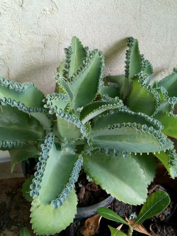 Plantas e flores - Foto 3