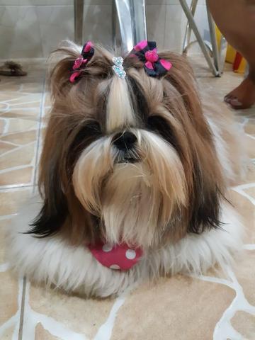 Shih tzu Fêmea - Foto 6