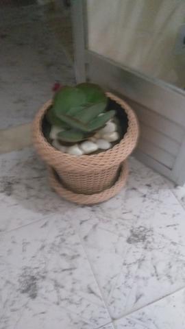Planta