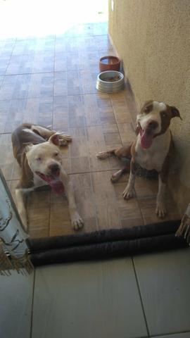 Vende-se Filhotes de Pitt Bull
