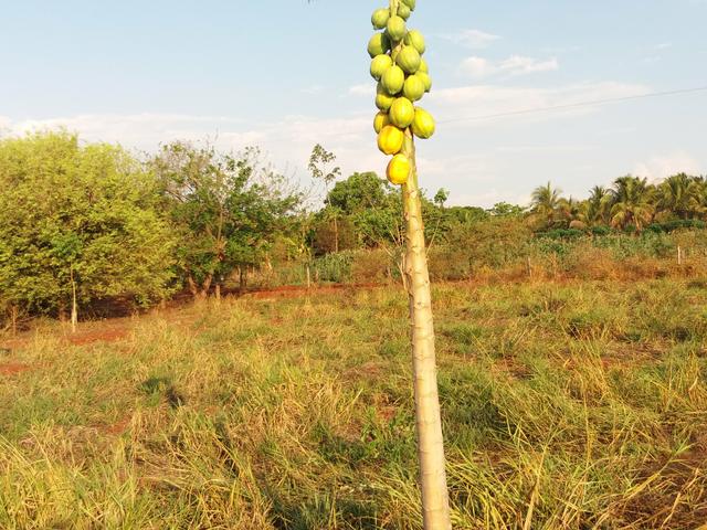 Chácara, Sítio, Terreno, aceito trocas - Foto 4