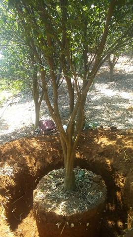 Plantas de todo tipo produzindo