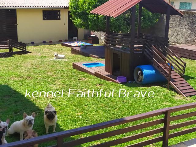 Bulldog francês/ Para quem busca qualidade e procedência na Criação! - Foto 5