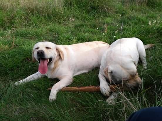Filhotes TOP's de Labrador Retriever Champanhe! - Foto 2