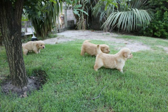 Filhotes TOP's de Golden Retriever com Pedigree! - Foto 2