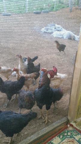 Vendo sitio em nova Ibia