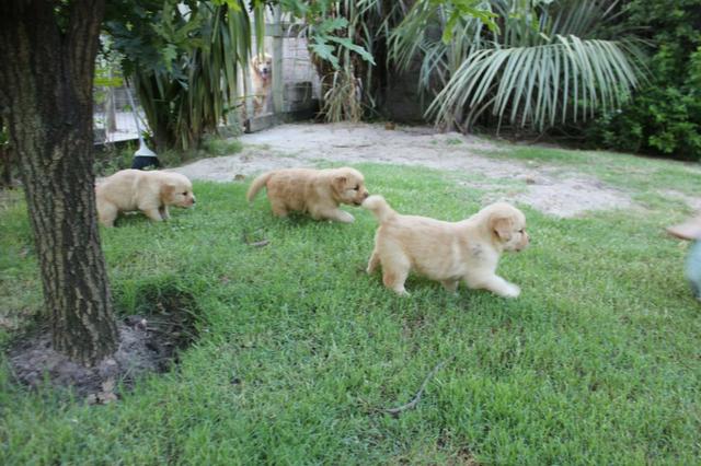 Filhotes TOP's de Golden Retriever com Pedigree! - Foto 3