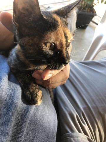 Gatinha rajada para adoção - Foto 5