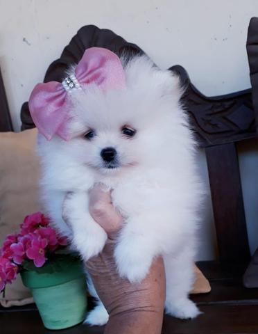 Melhor Linhagem de Lulu / Padrão Top / Spitz Alemão - Foto 4