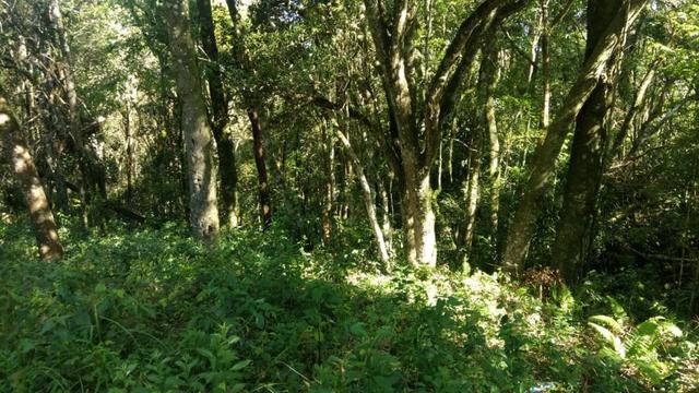 Chácara em Campo Largo Bairro Rondinha - Estrada da Sereia - Foto 12