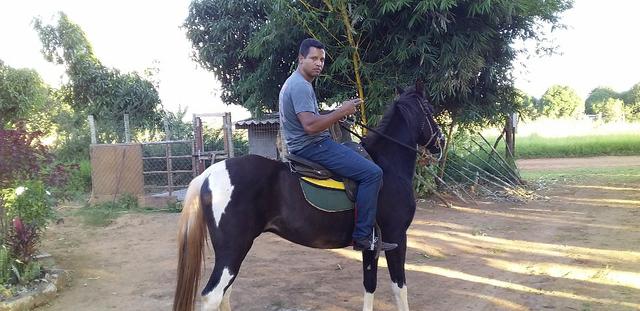 Cavalo mangalarga. Top manso de sela - Foto 3