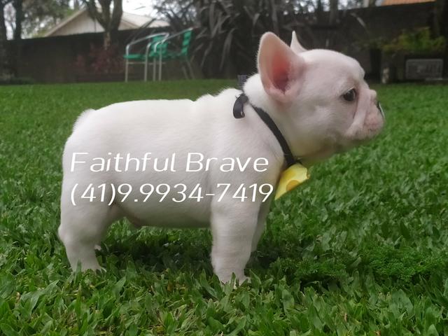 Bulldog francês/ Para quem busca qualidade e procedência na Criação! - Foto 2