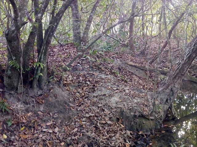 Vende-se uma chácara em Poconé, 50 hectares - Foto 16