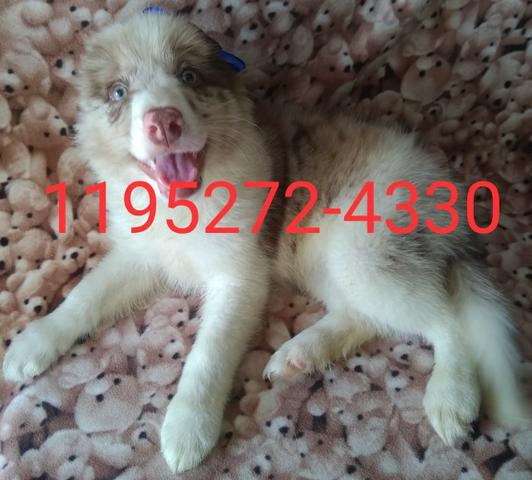 Filhotes de Border Collie com 02 meses, vacinado com pedigree