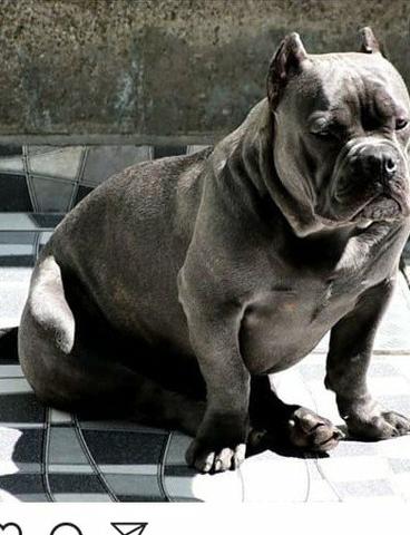 Filhotes de Pitbull - Foto 6
