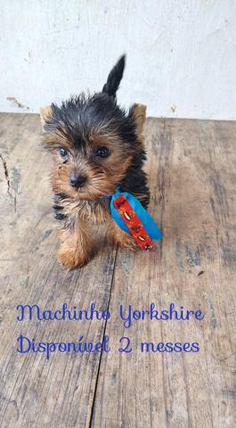Promoção Yorkshire micro - Foto 3