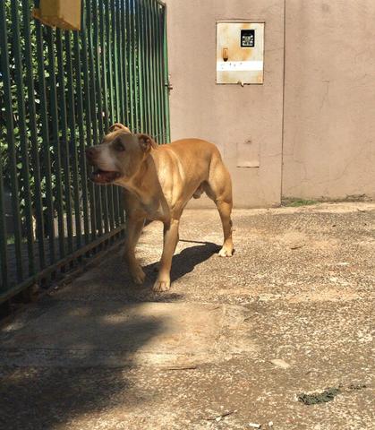 Filhotes de Pitbull