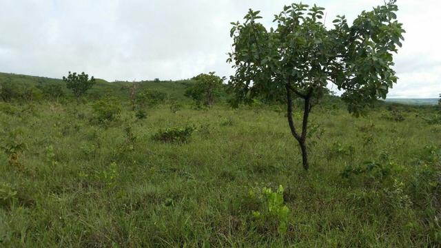 Chácara com área de 4000m², 14 km de Alto Paraíso de Goiás - Foto 11