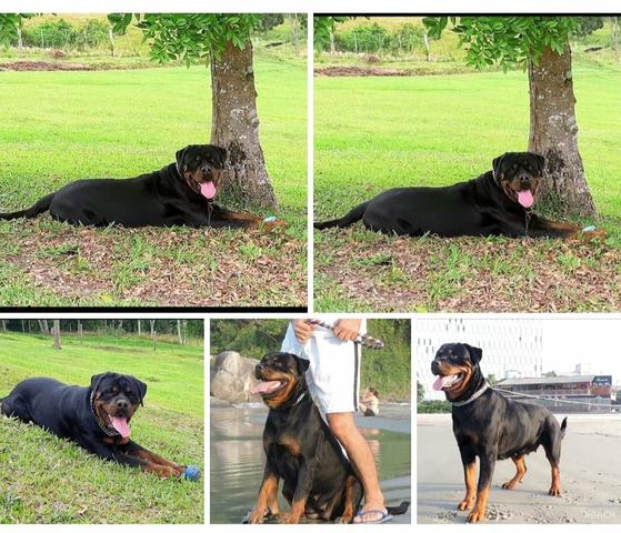 Filhotes com pedigree CBKC