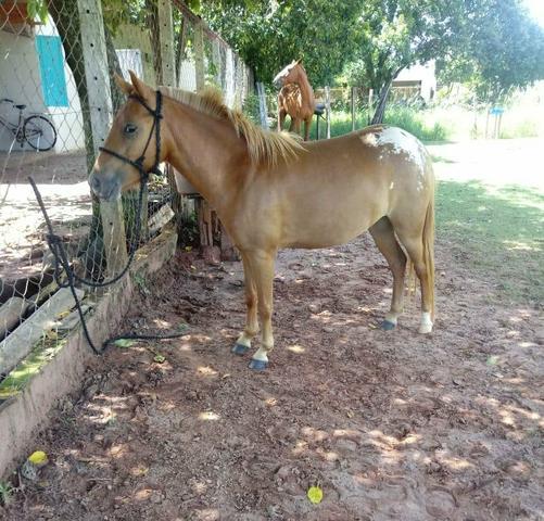 Pônei fêmea arreada - Foto 3