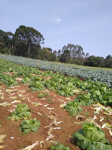 Chácara ao lado da fazenda Rio grande Marcos telefone * - Foto 3