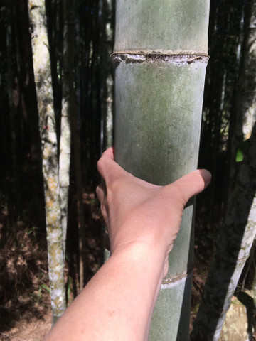 Bambu in natura para retirada - Foto 2