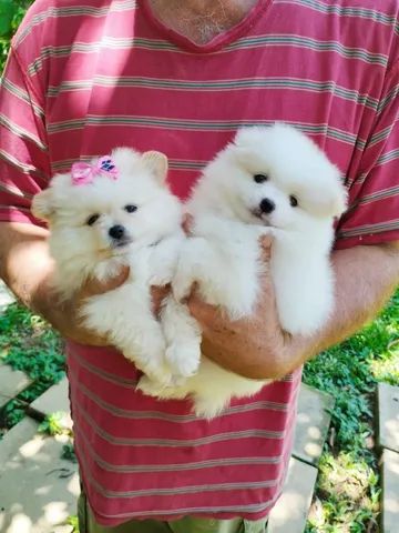 Lulu da Pomerânia  - Foto 3