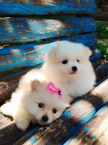 Lulu da Pomerânia  - Foto 2