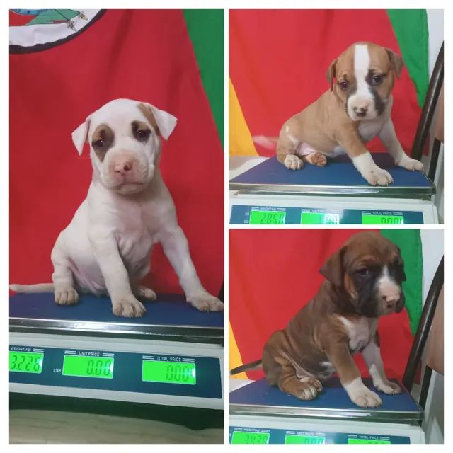Filhotes de Dogue Brasileiro Cão de guarda familiar urbano - Foto 4