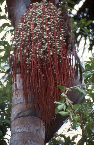 mudas da palmeira bacabas 