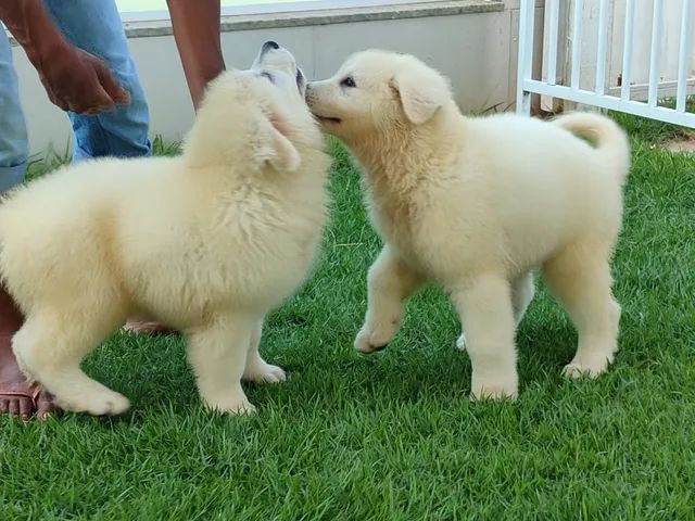 Cachorro - Filhote Pastor Maremano Abruzes - Pastor Maremano Abruzes -  Navegantes - Pastor Maremano Abruzes