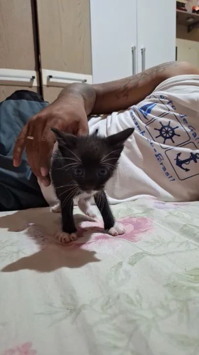 4 Gatinhos fofos e carinhosos para adoção - Foto 6