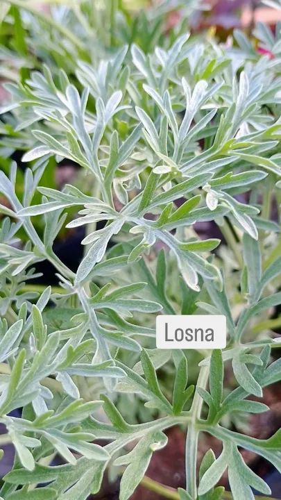 TEMPEROS VARIADOS  - Foto 4