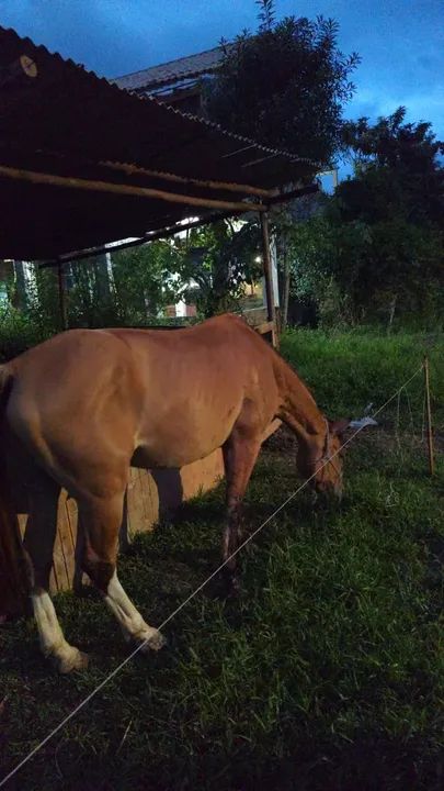 Vendo cavalo  - Foto 3